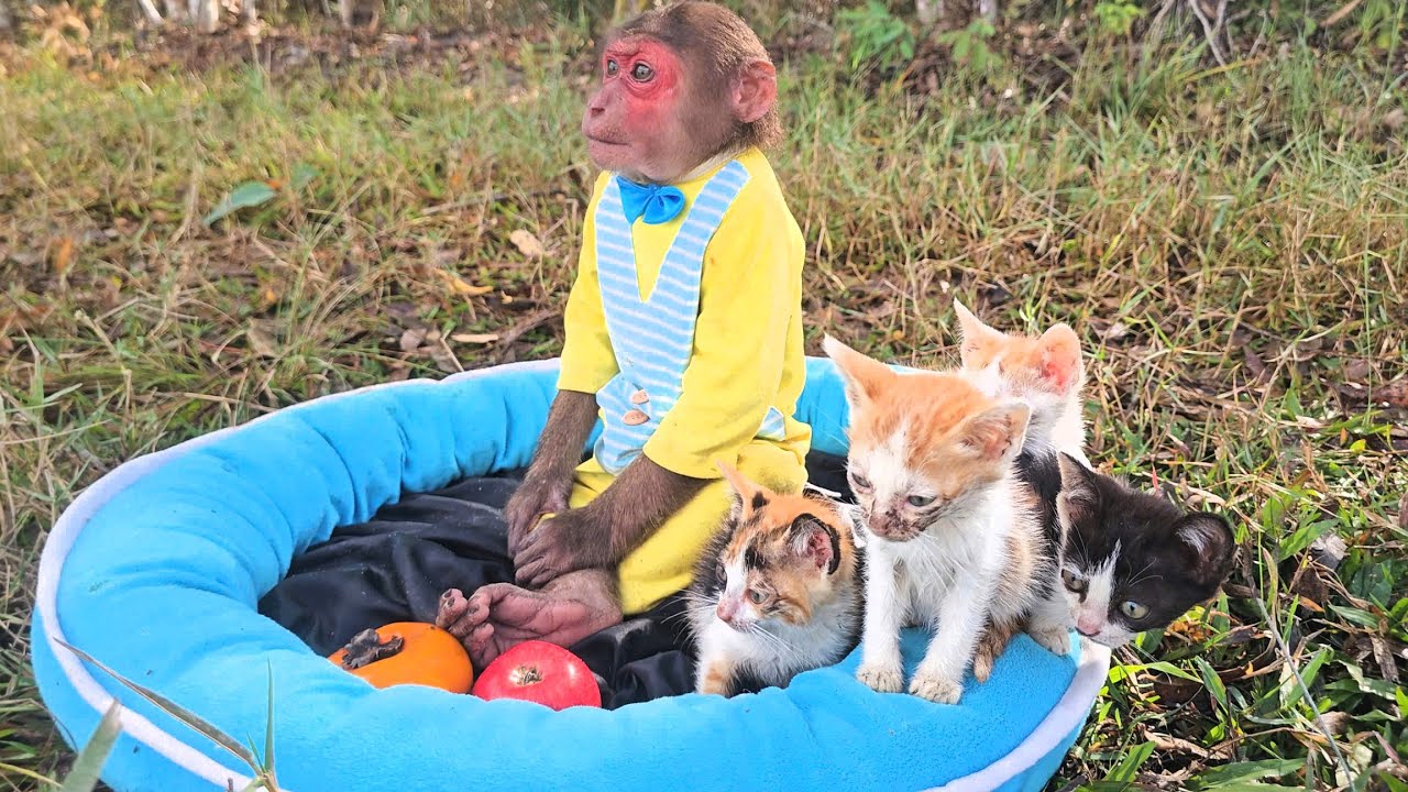 Special Reactions After Finding the Kittens, SU Never Left Them Alone