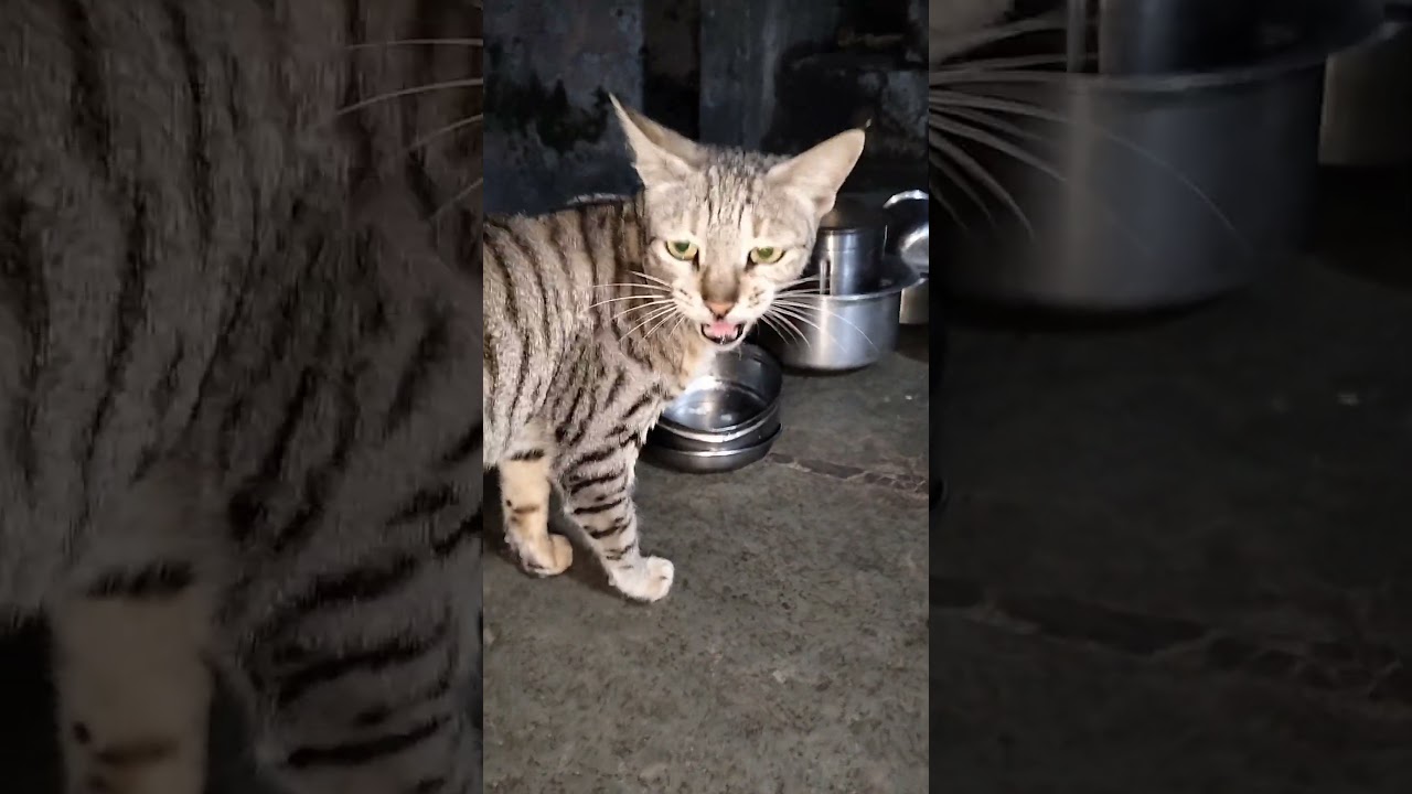 Mani Mau cat sound video my cute cat Mau Mau🐈&zwj;⬛ #cat #animals #pets #catvideos #catsounds #catvideo