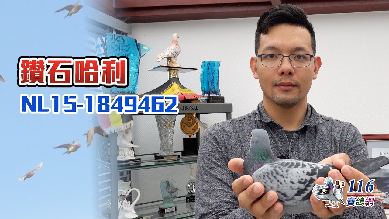 【名鴿欣賞】世界名鴿
