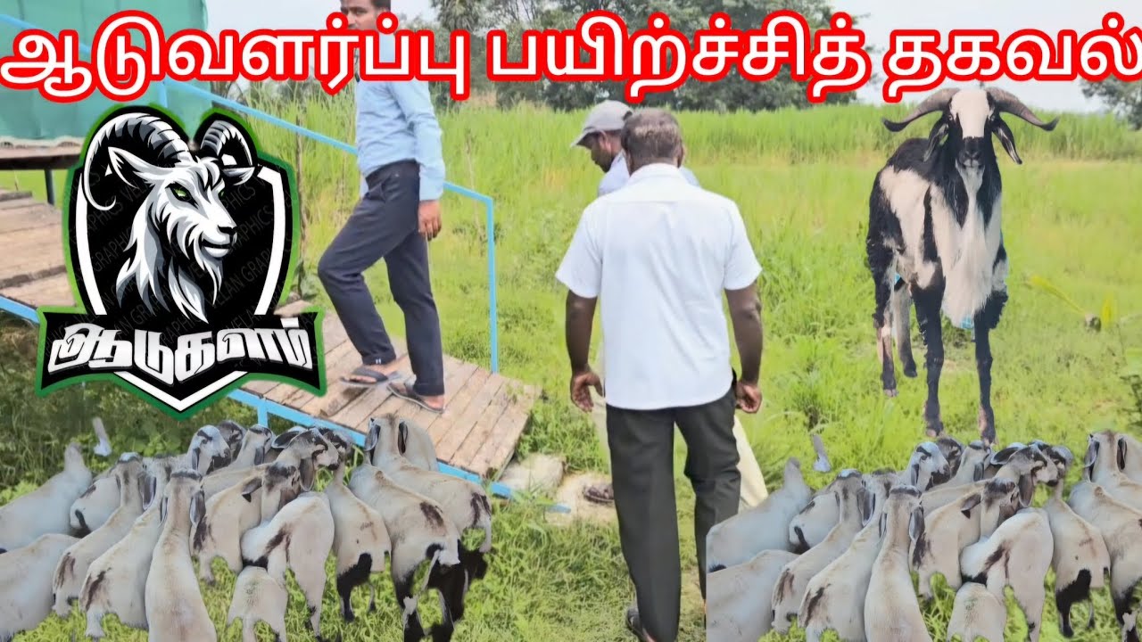 ஆடுவர்ப்பு அனுபவம்🐏🌹 #ஆடுவளர்ப்பு #எட்டயபுரம் #ஆட்டுச்சந்தை #ஆட்டுப்பண்ணை #ஆடுகளம்