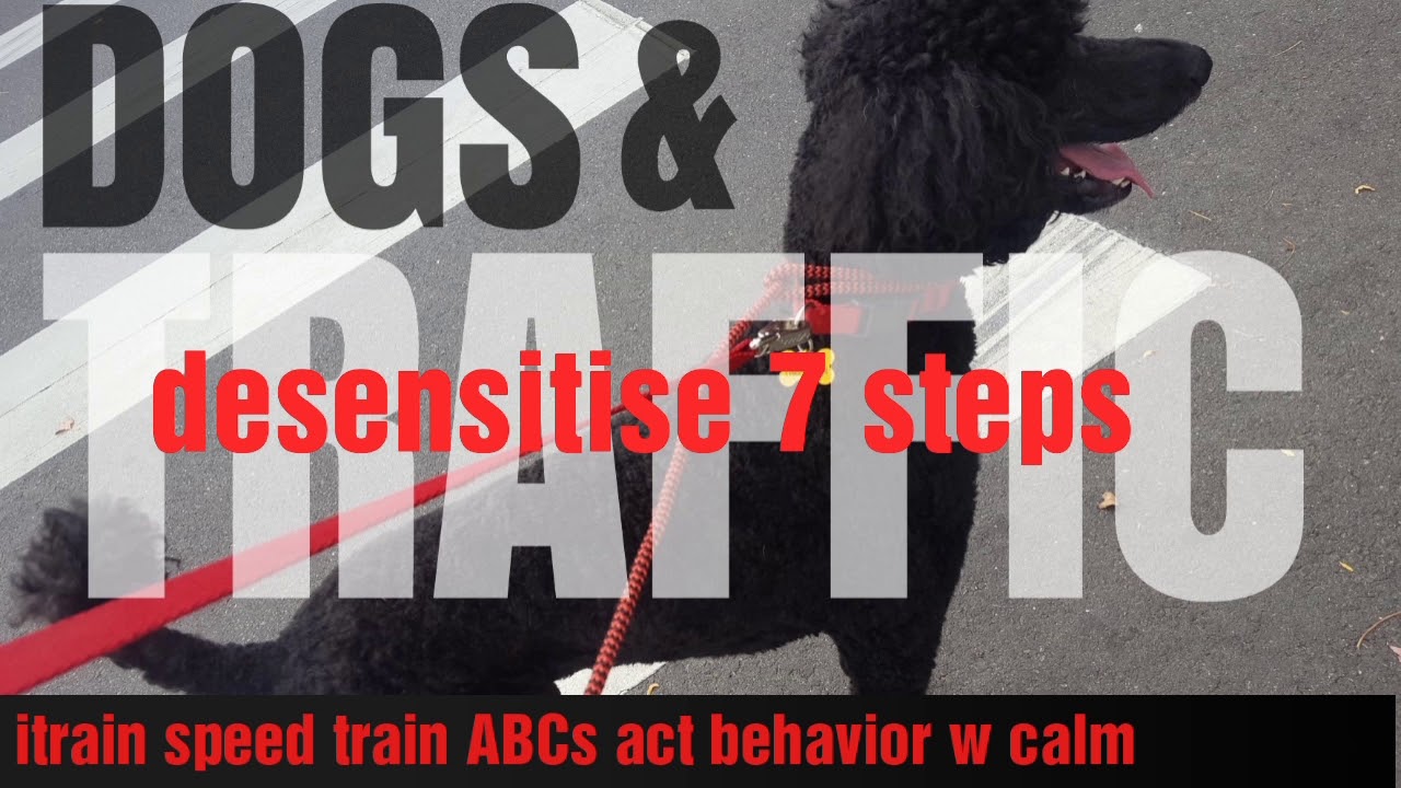DOG TRUST TRAIN for TRAFFIC = DESENSITISE IN 7 STEPS