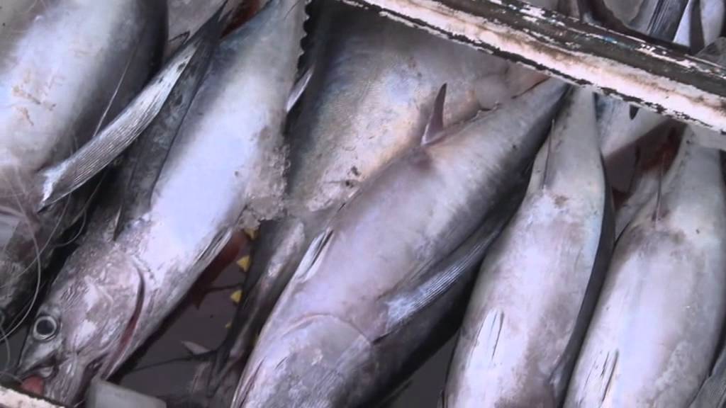 Promoting Sustainability - Tuna Fisheries of Mabul Island