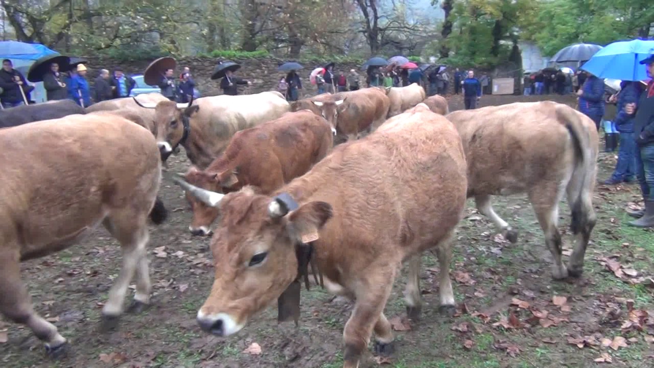 feria de Arenas 13-11-16