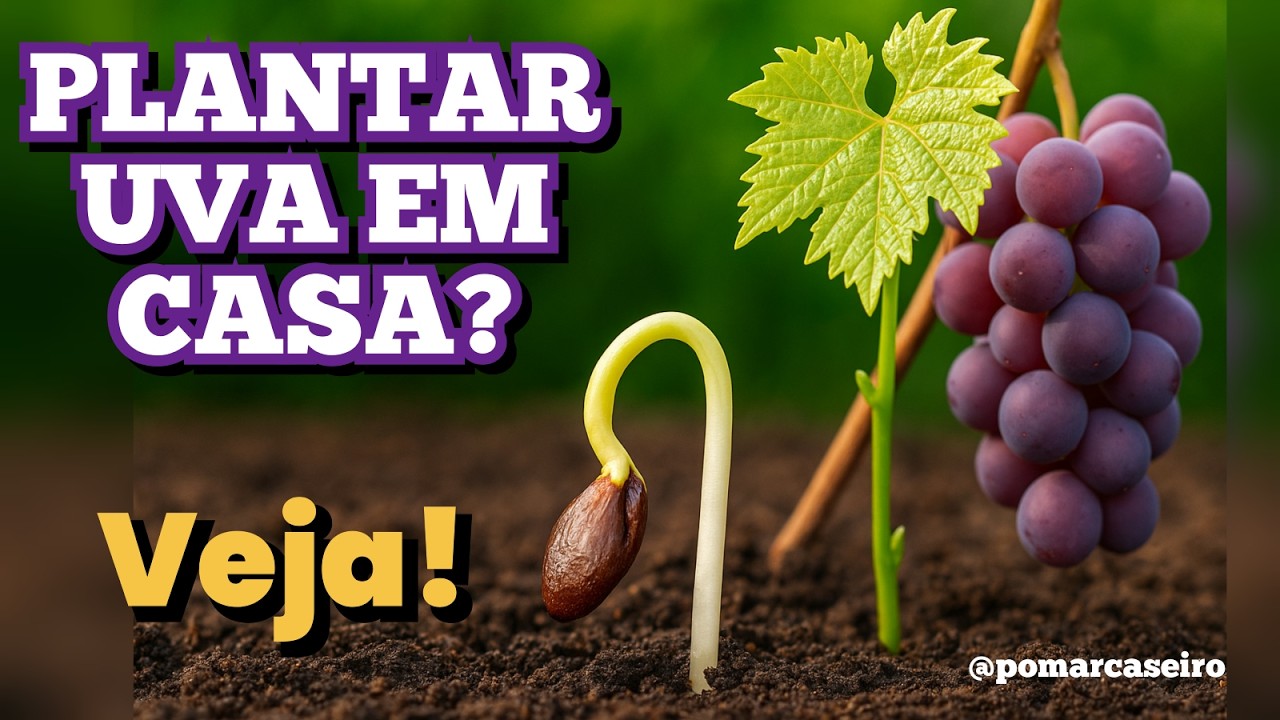 Como Plantar UVA em Casa De Forma SIMPLES e FÁCIL