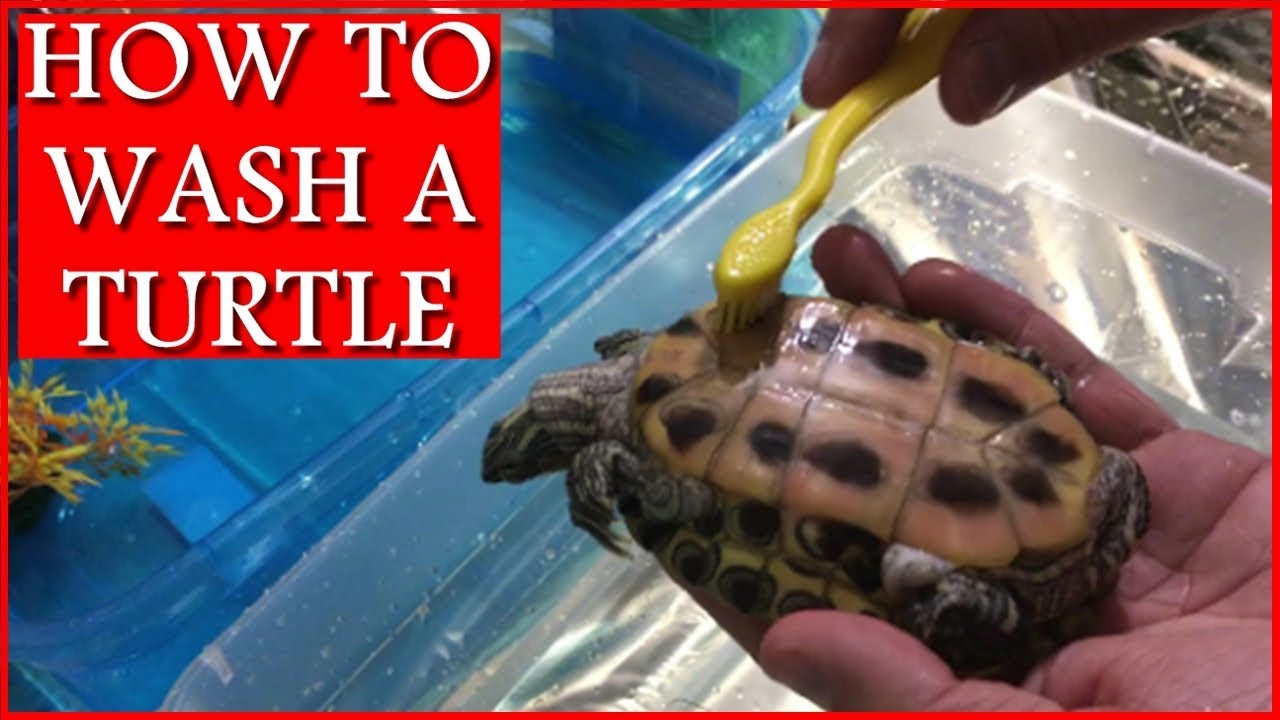 HOW TO Give A Turtle A Bath