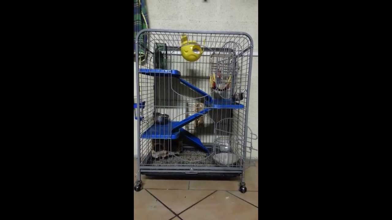 Changement de ma cage
