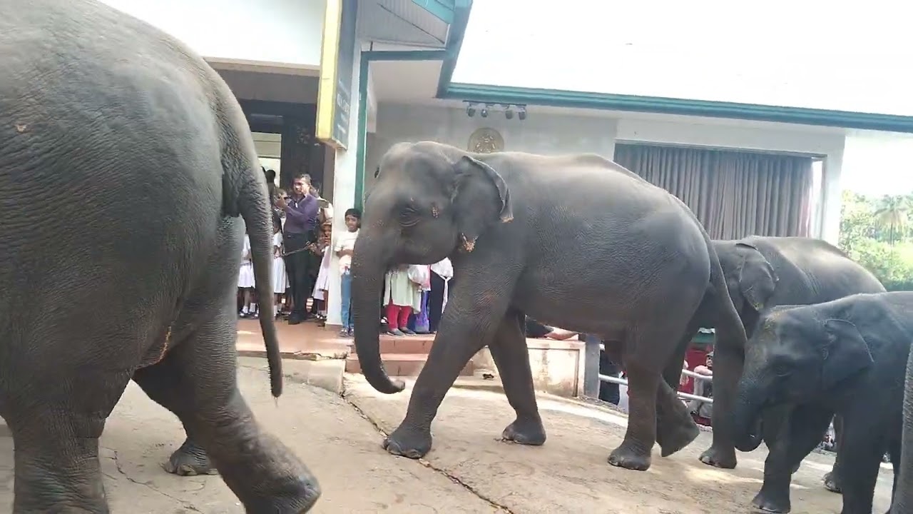 @pinnawala elephant orphanage, beautiful අලි 🐘,