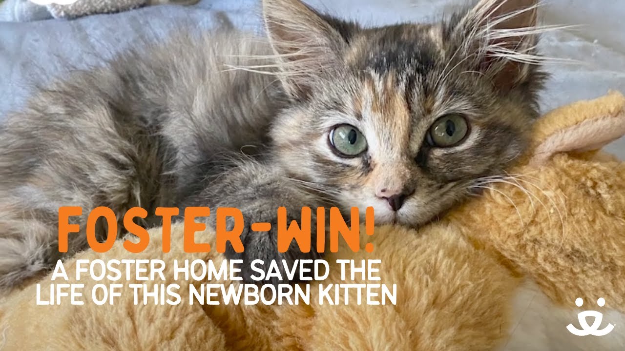 Foster-Win! Foster home saves the life of a newborn kitten