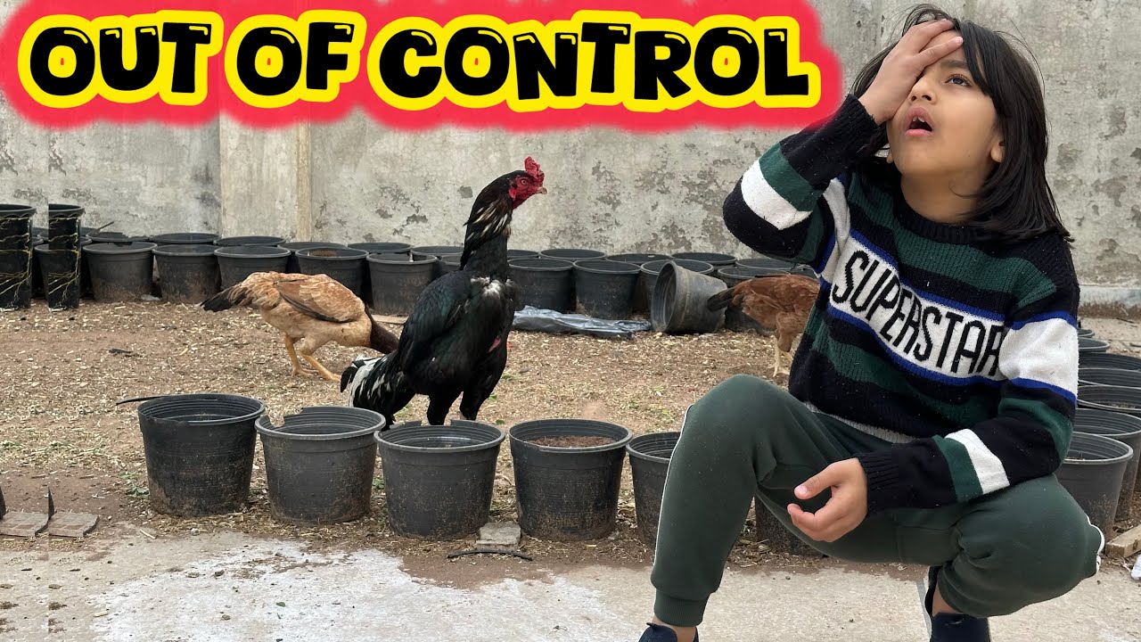Raja Gee ko Achanak Kya Ho Gaya 😱 Pooray Mini Zoo Mein Hungama