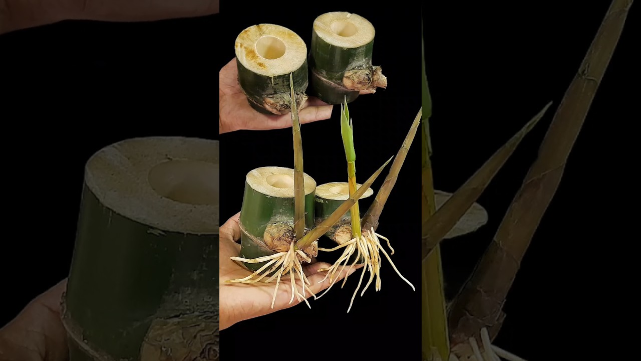 How to Air Layering Bamboo Tree / Growing Bamboo from Cutting / New techniques and Easiest Method