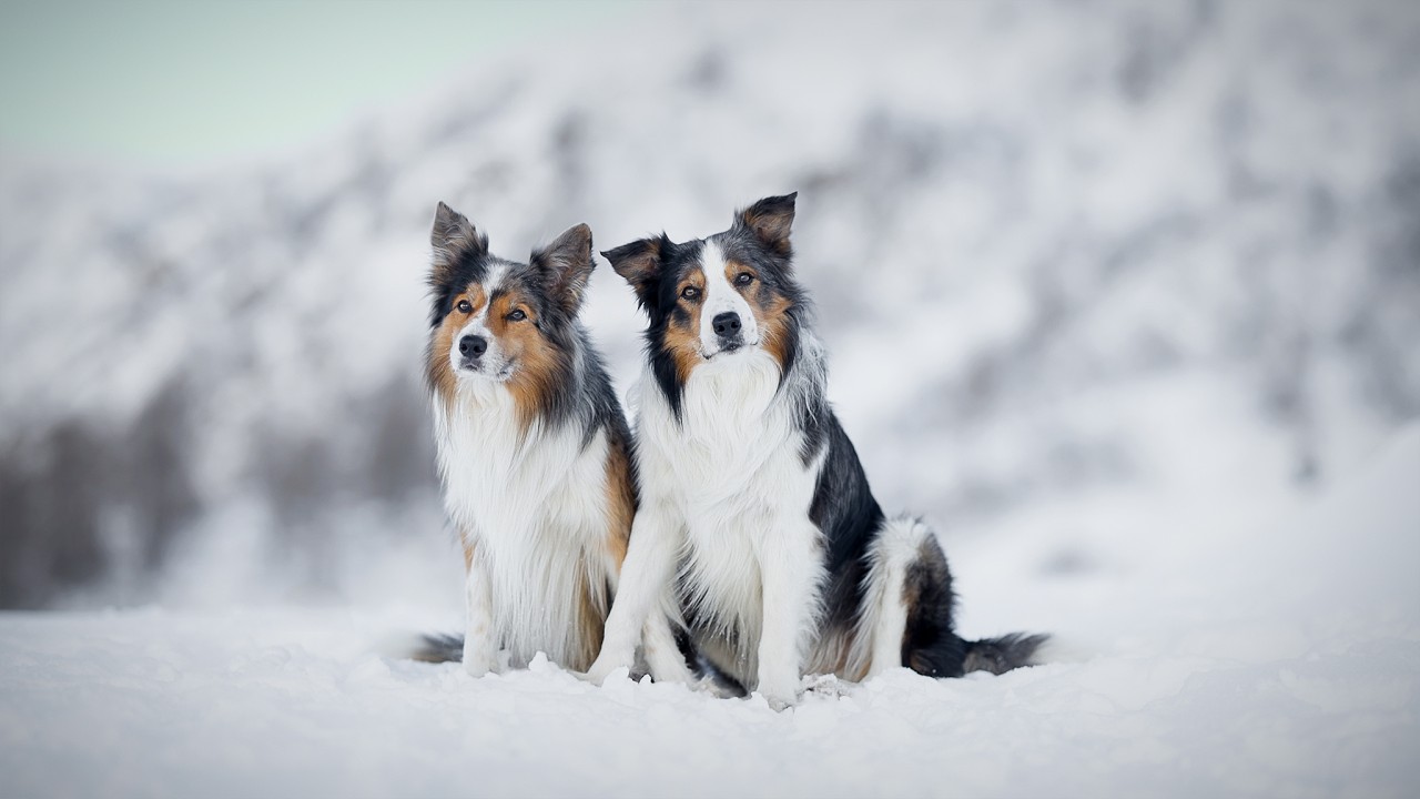 Oréo & Snickers [Border Collies]