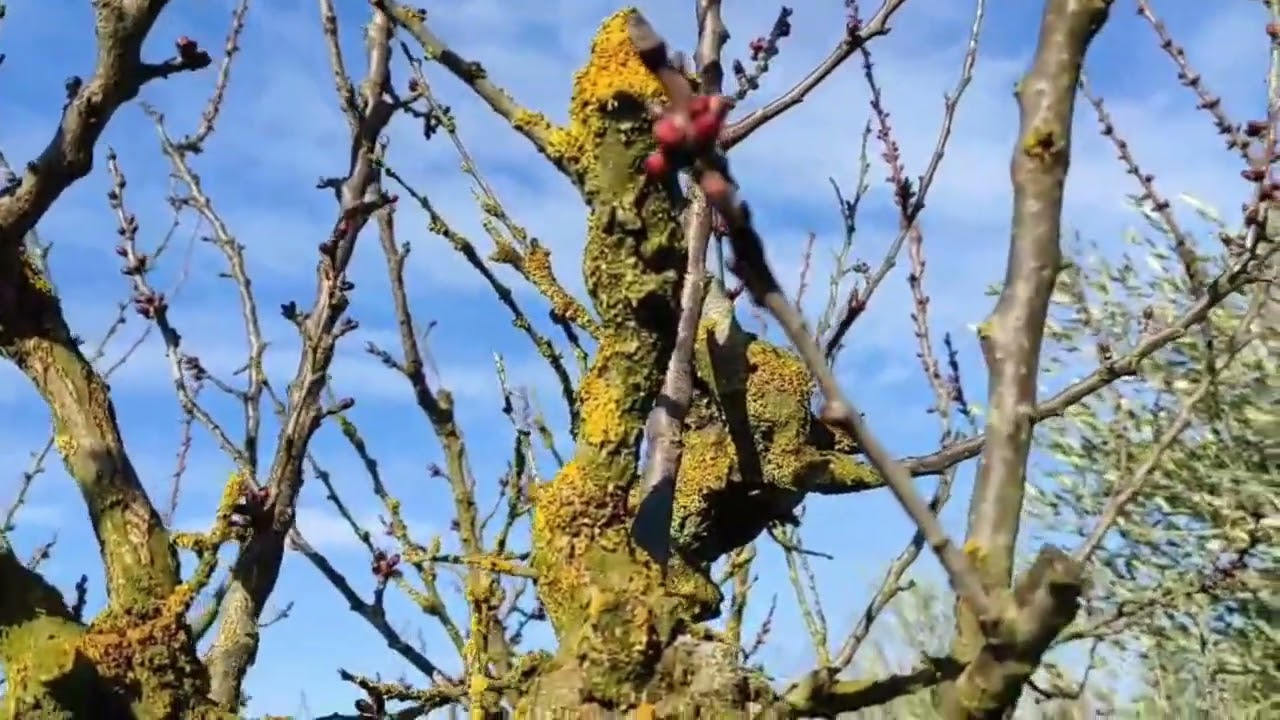 PIANTE E FIORI   ASSAGGIO DI PRIMAVERA