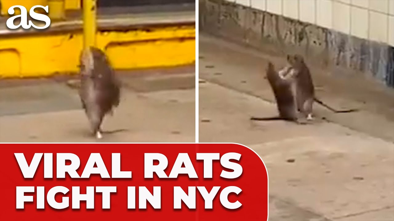 NYC SUBWAY turns into RAT WARZONE in viral fight