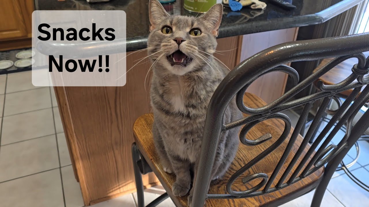 Chatty Gray Cat Begs For Snacky Snacks