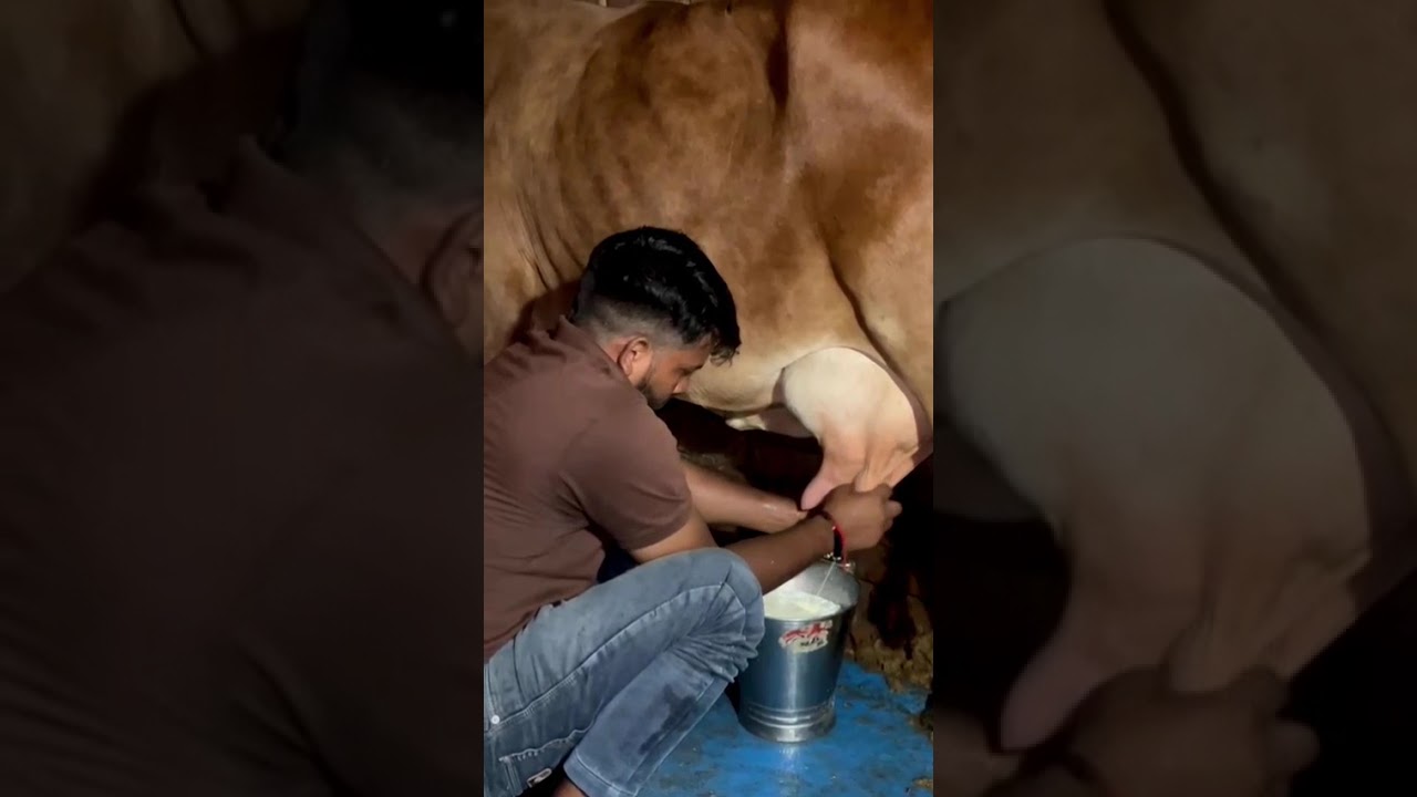     यें गाय बिक गयी हैं अब इसके लिए कॉल ना करे 🙏#cow 
