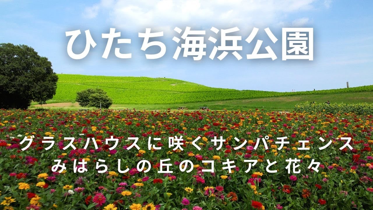 ひたち海浜公園夏