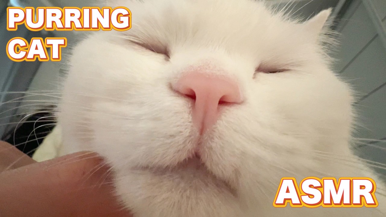 Cozy Purring Cat ASMR