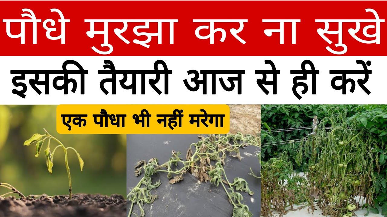 सब्जी में Damping Off, Fusarium, Bacterial Wilt से 100% बचाव 🔥 एक भी पौधा नहीं मरेगा | गारंटी समाधान
