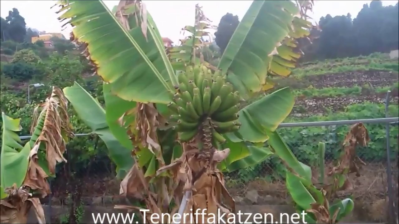 Rundgang durch meinen Obstbaumgarten auf Teneriffa