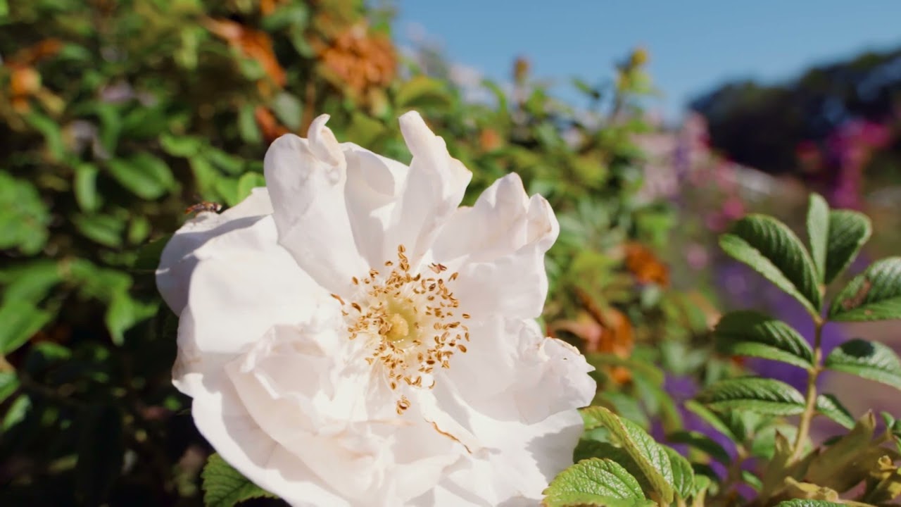 Rose Garden Meditation