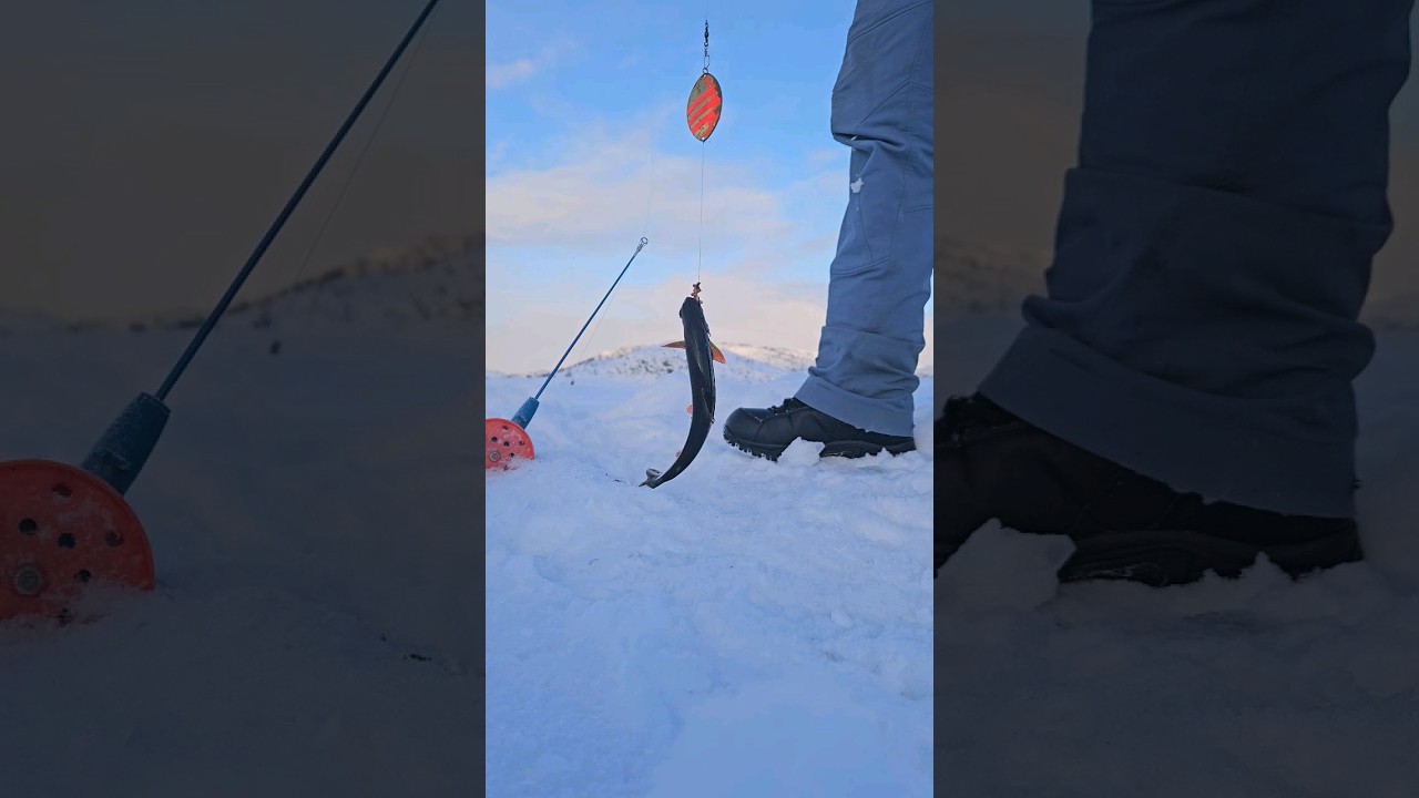 Isfiske etter r&oslash;ye. Ikke alltid storfisk 🤷&zwj;♂️ #isfiske #r&oslash;ye #finnmark