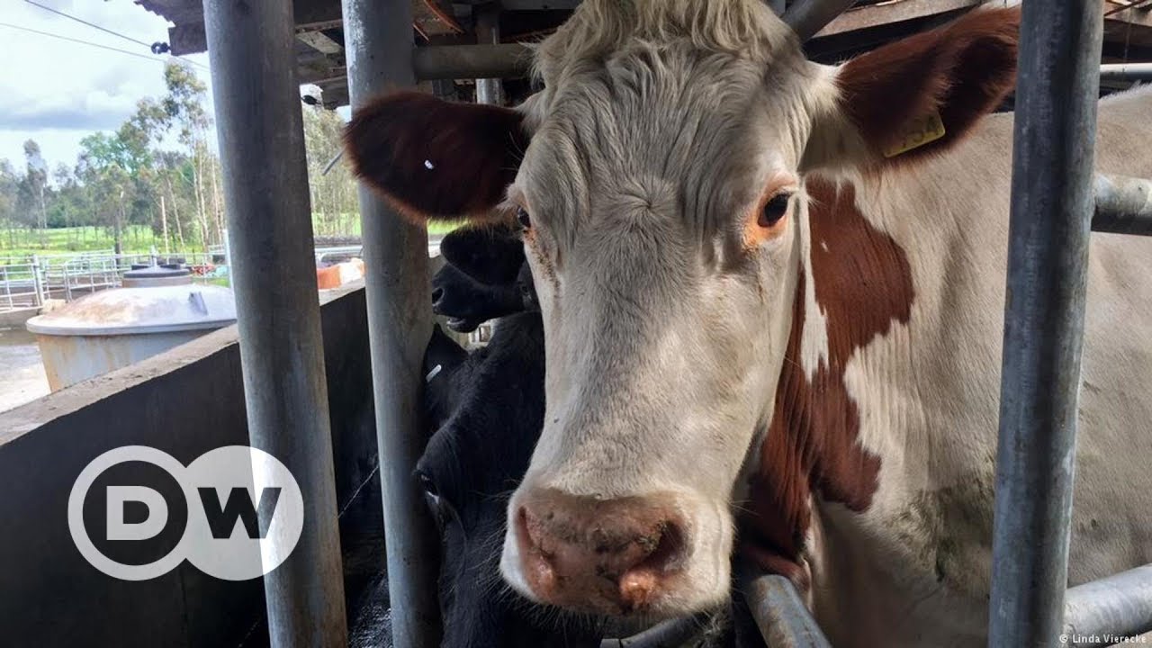 Die effizienten K&uuml;he von Los Lagos | DW Deutsch