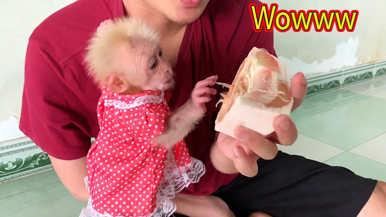 The first meal of baby monkey Rosi when moving to the new home - MONKEY ROSI