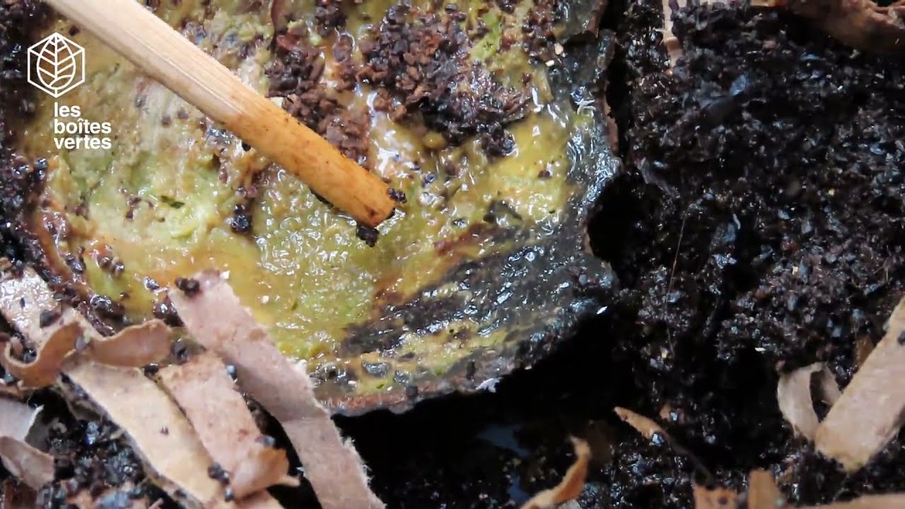 Les organismes visibles du lombricomposteur : Les vers Eisenia, Enchytrées, Collemboles et acariens