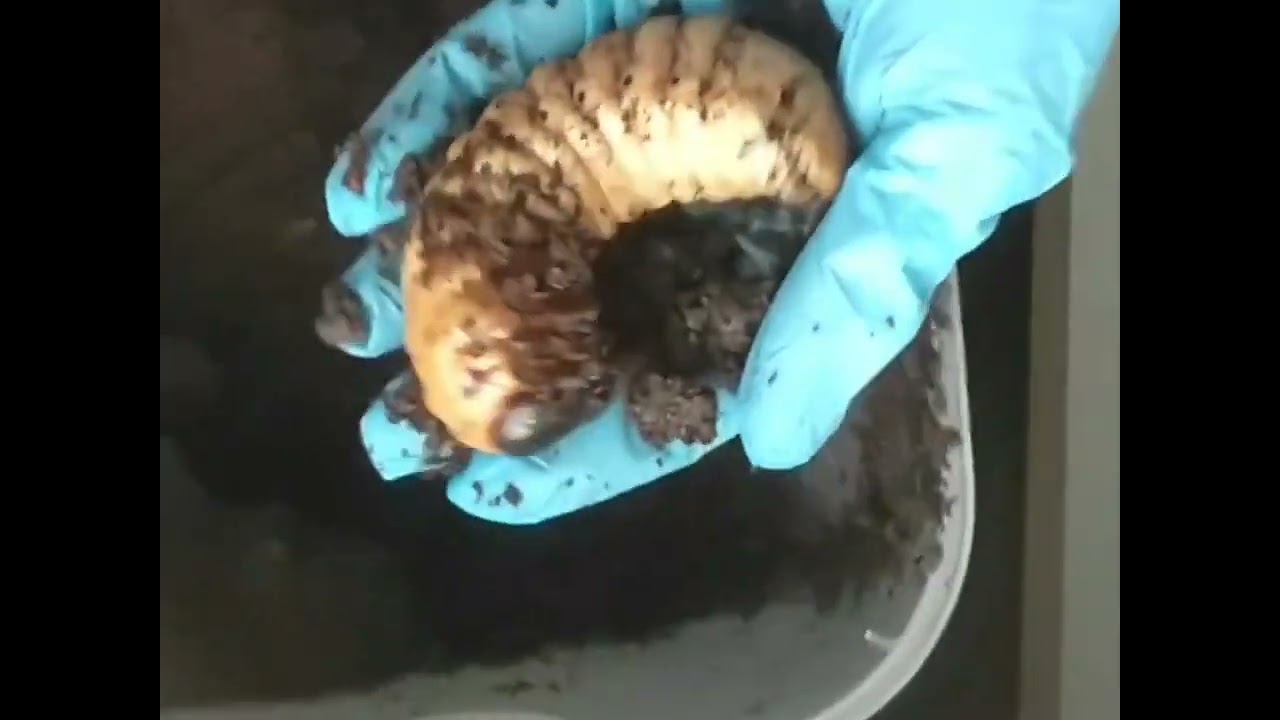 計測忘れた🤣#ネプチューン #前蛹#人工蛹室