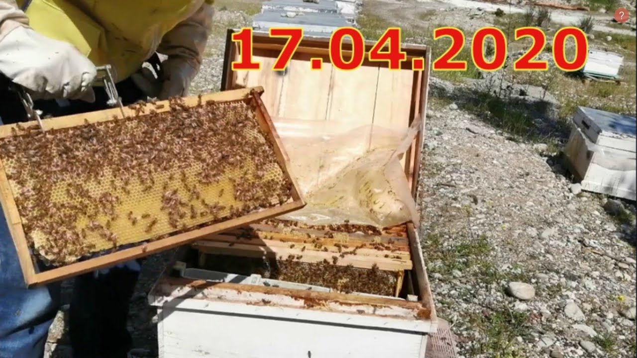17 04 2020 arı kontrolü  arı birleştirme