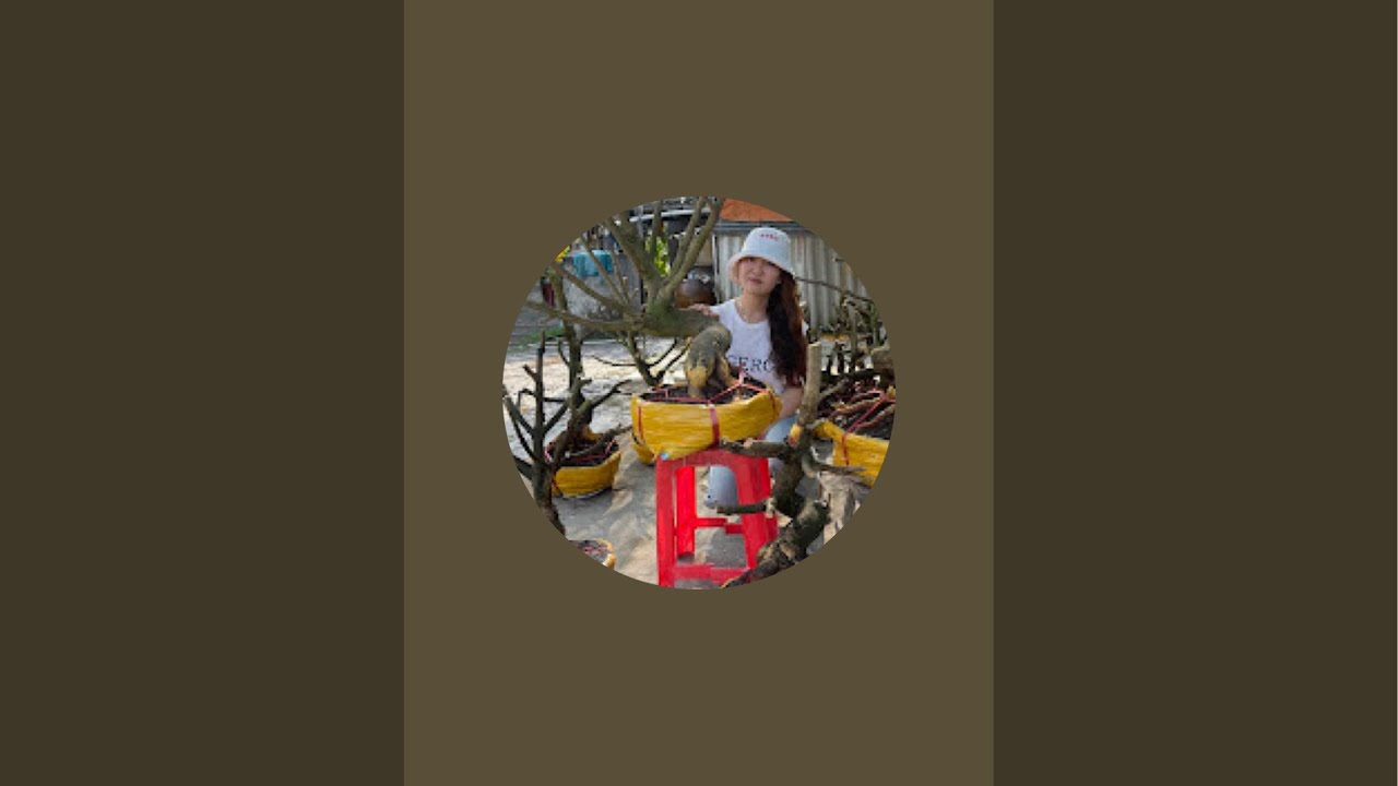 Thúy kiều mai vàng  đang phát trực tiếp!