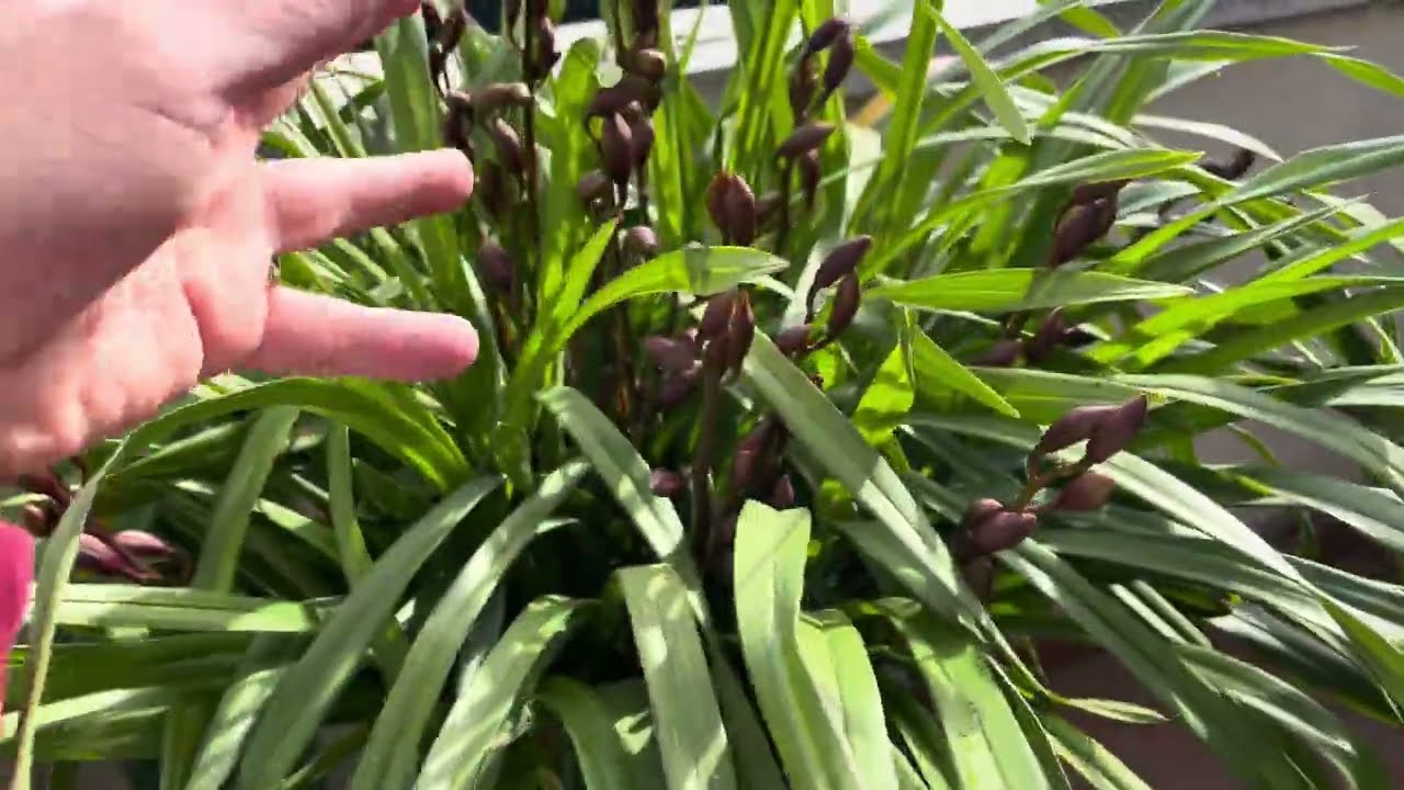 Orquídea Cymbidium  Con +30 varitas florales
