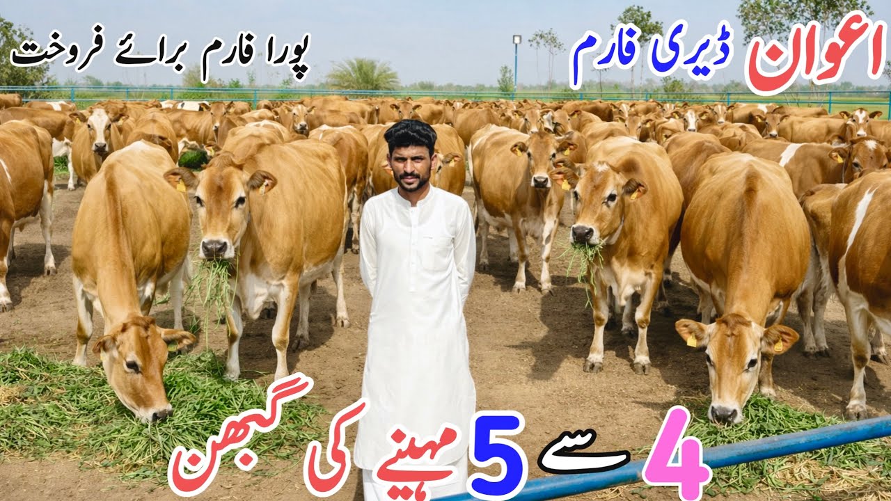 🔥 Awan Dairy Farm For Sale | 4–5 Months Pregnant Imported Jersey Heifers | Complete Dairy Farm Deal