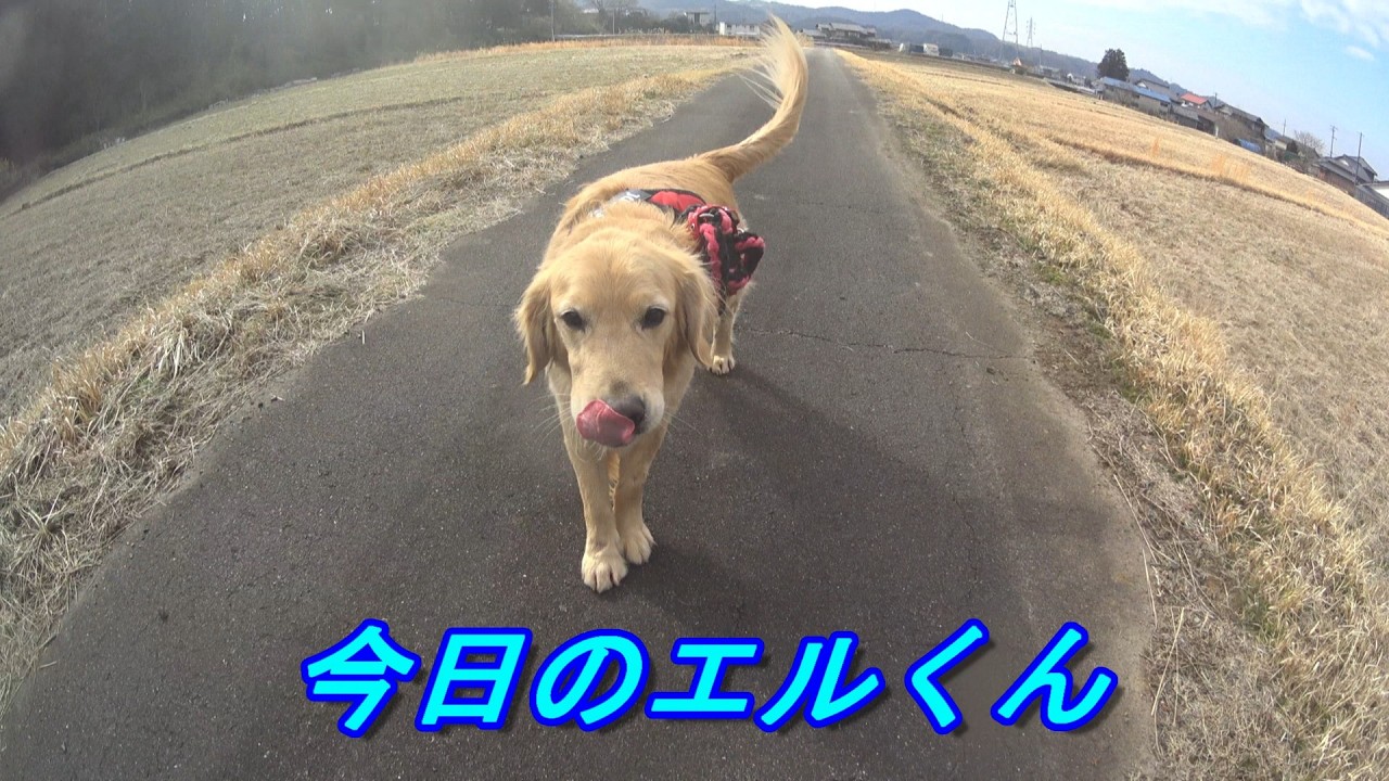【新】　白柴犬、ゴールデンリトリバーお散歩動画