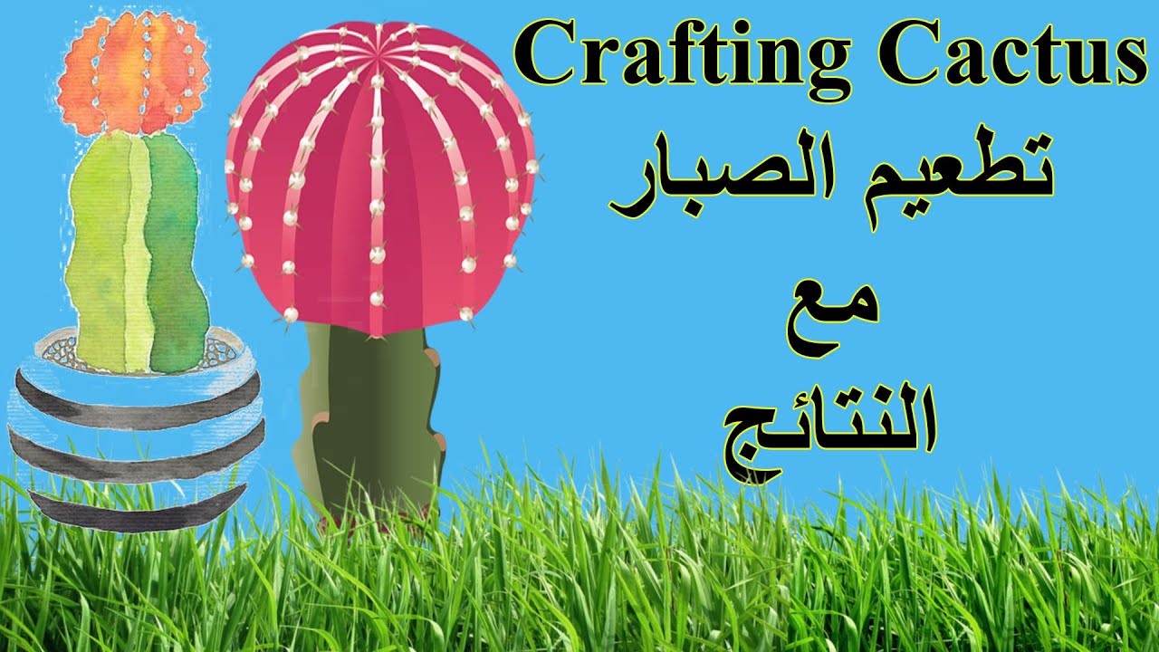 Grafting cactus. تطعيم الصبار. How to graft cactus with the results.