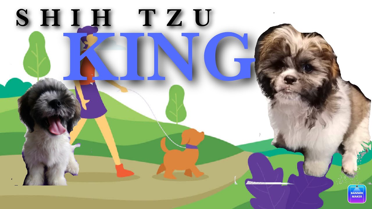 MAG-AALAGA PA BA KAYO NG SHIH TZU PAGKATAPOS NYO PANOORIN ANG VIDEO NATO