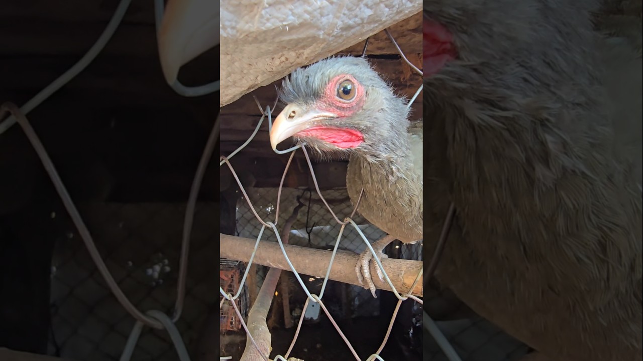 Charata/ la gallina del MONTE