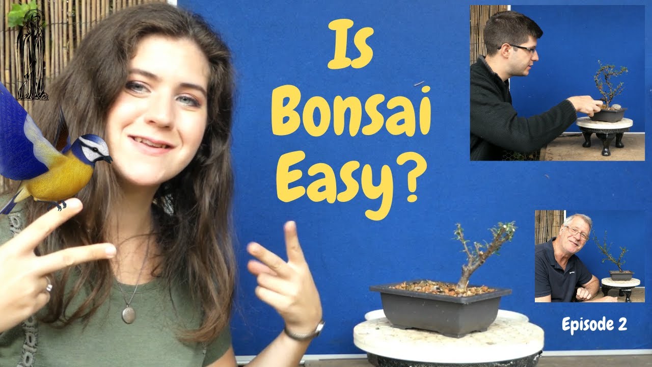 Cotoneaster for Beginners - A Family Bonsai Challenge.