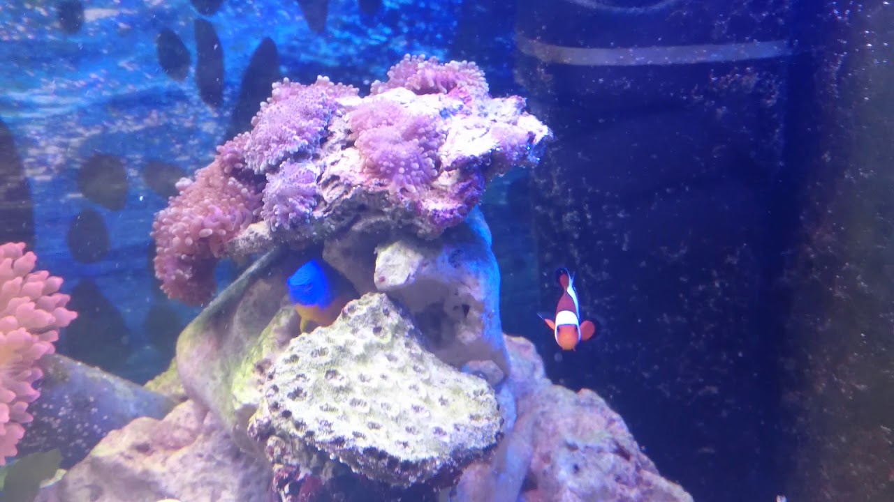 Meerwasser Aquarium ohne absch&auml;umer und technikbecken