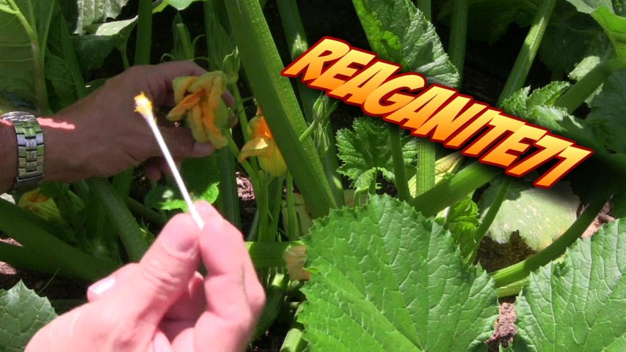 Hand Pollinating Squash & Zucchini to Produce More Food!