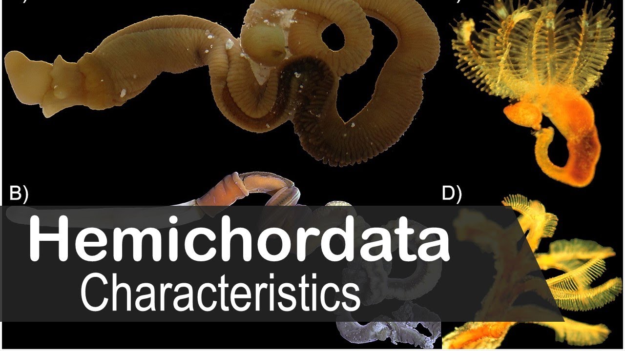Hemichordata phylum characteristics | UPSC zoology optional