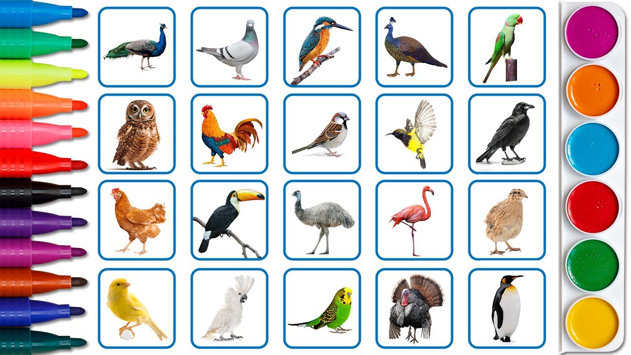 Birds name with board book, english varnmala, english alphabet for kids.