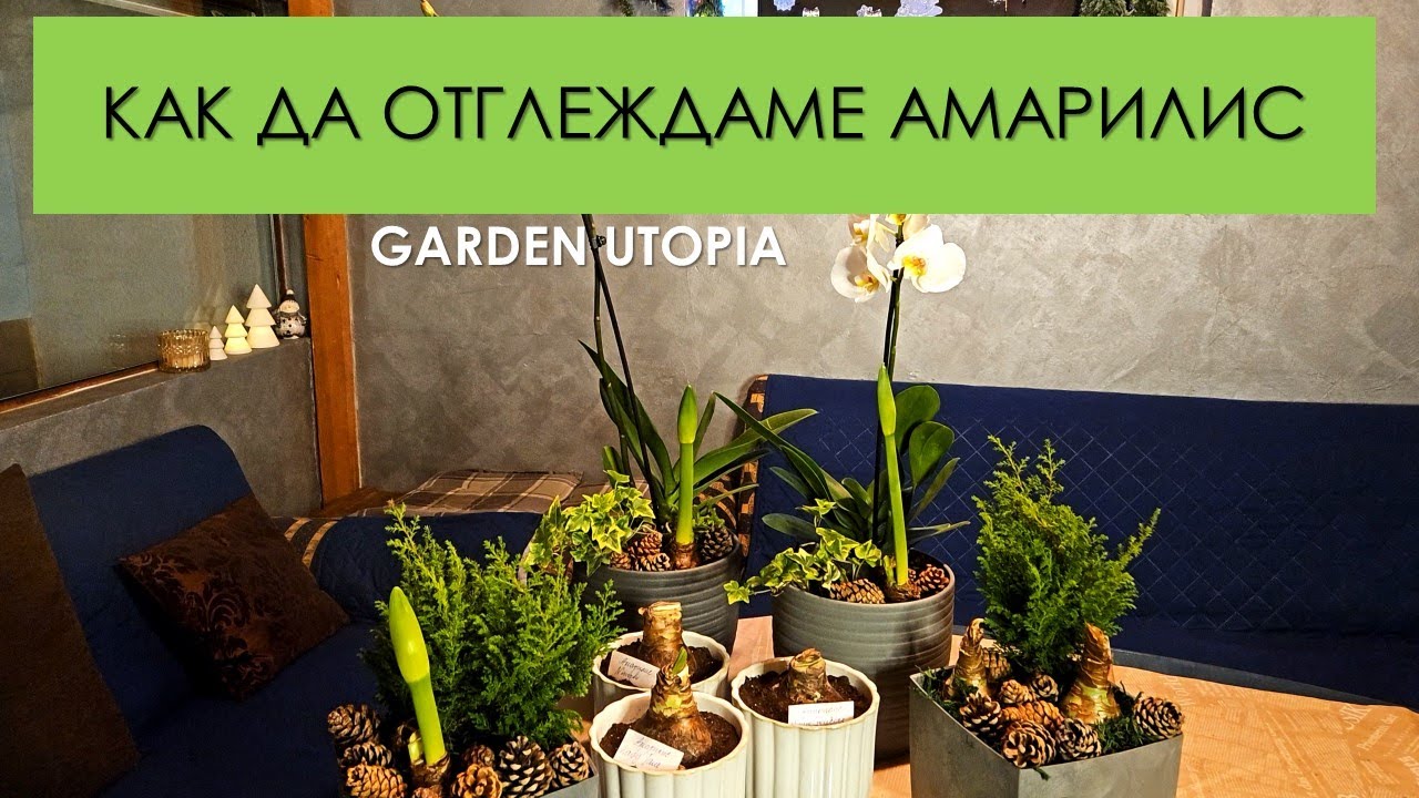 АМАРИЛИС: Важна и ИНТЕРЕСНА информация за засаждане и отглеждане