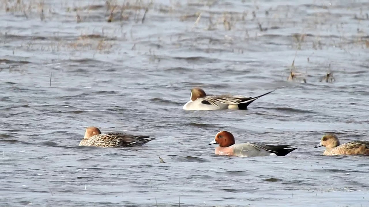 Bleeke Heide met veel watervogels.