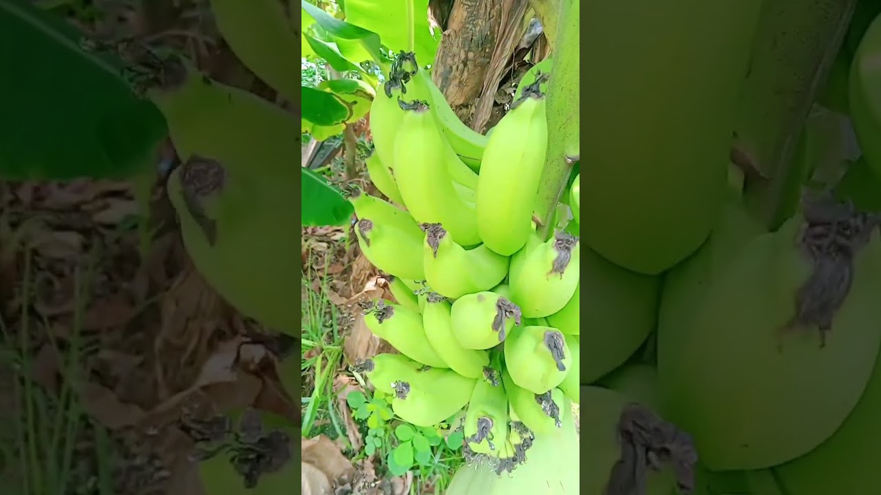 Phat Bananas 🍌😂🍌😂🍌😂
