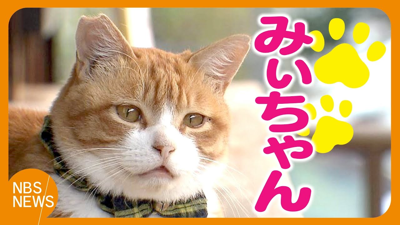 地域猫「みぃちゃん」はバス営業所の“看板猫”　地域の力で小さな命を守る　猫の殺処分に心を痛める高校生が支援呼びかけ
