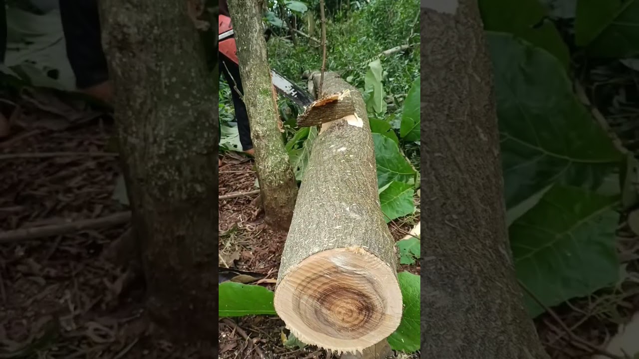 Master the Chainsaw: Precise Tree Felling and Log Processing