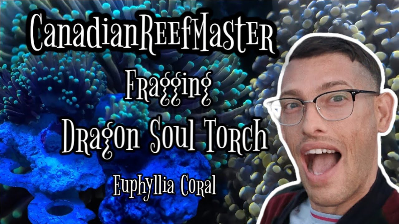 Fragging Euphyllia Coral, The Dragon Soul Torch Coral