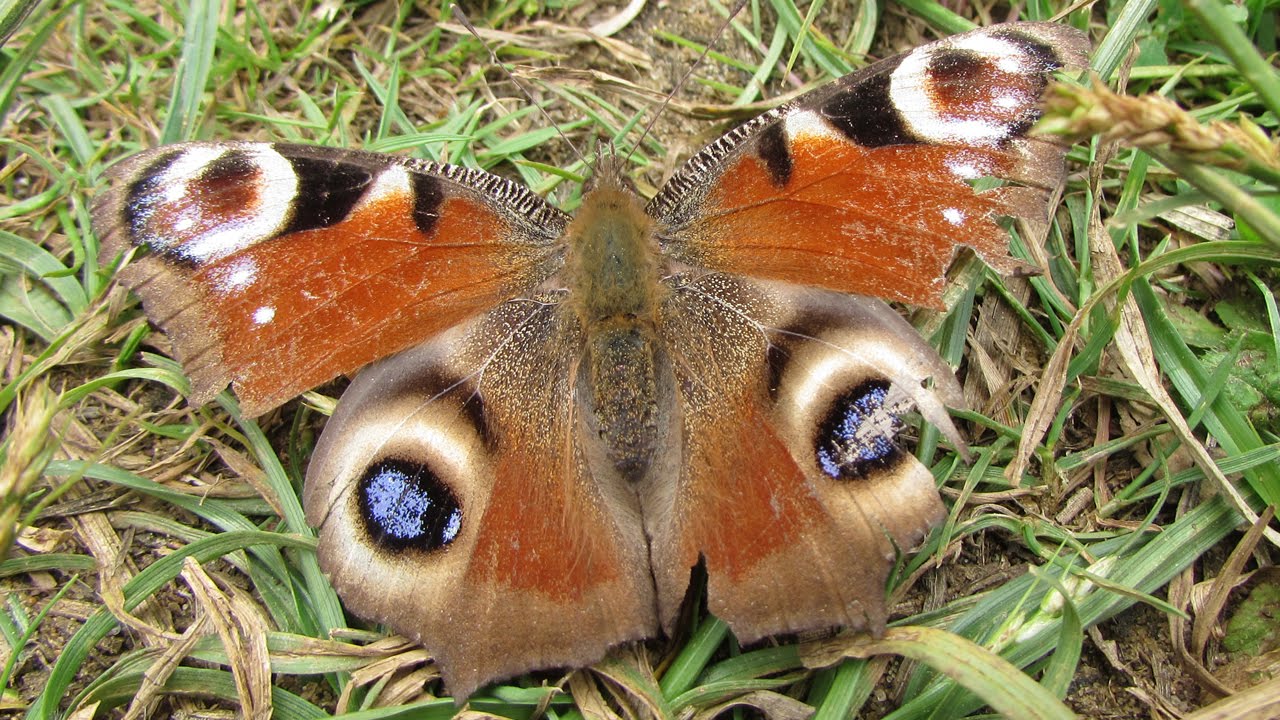 The Peacock Butterfly