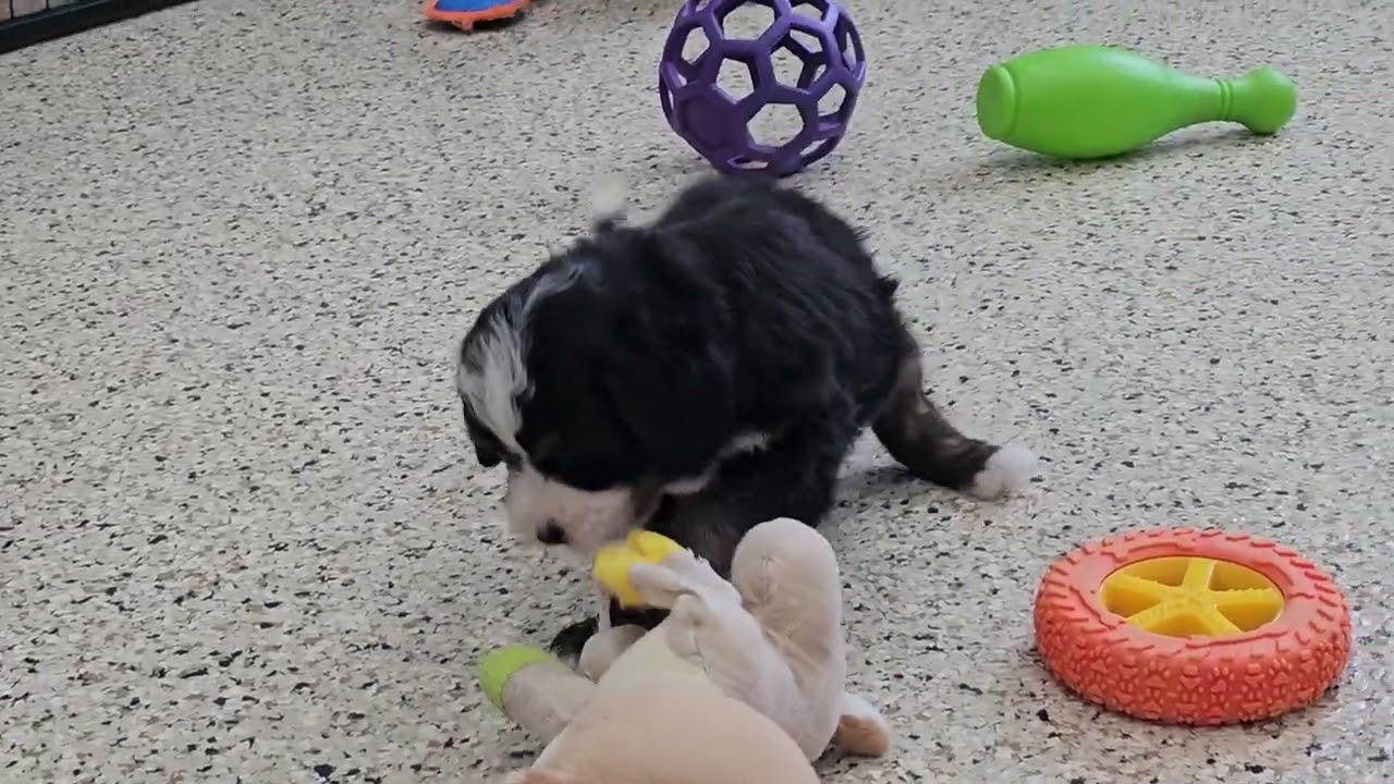 Cute Puppy Video Bowie Mini Bernedoodle Puppy 
